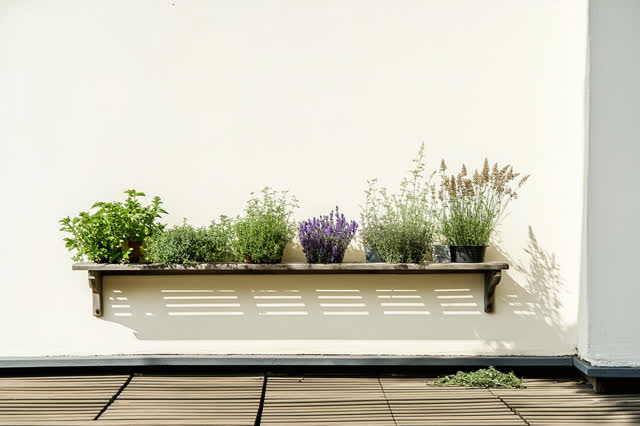 A rooftop herb drying shelf in cool open air after harvesting, empty of people, with no bakery cooling rack, drinking le