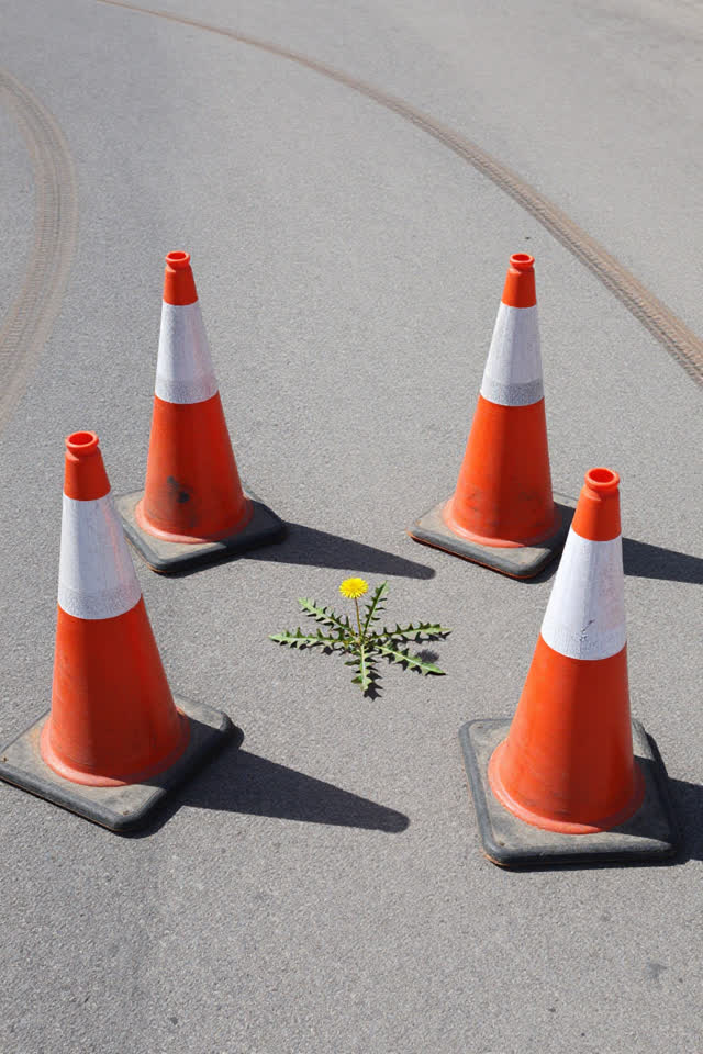 A bright playful image in a plain service yard: four battered faded-orange traffic cones have arranged themselves into a