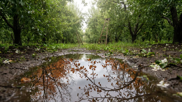 I dream of a green summer orchard lane just after a passing shower. In the foreground, one shallow irregular puddle refl