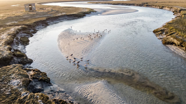 I dream of a broad tidal estuary in low clear morning light where a migrating flock lands in small unequal groups along