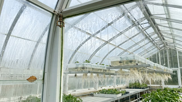 I dream of a public conservatory where the condensation patterns on the glass roof have slowly learned to mirror the roo