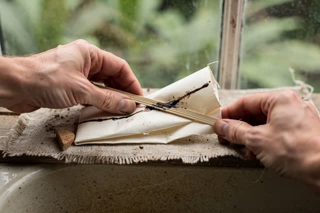 I dream of two natural hands at a potting-room sink edge below a cloudy greenhouse window. One hand steadies an unbleach