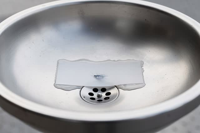 I dream of a public drinking fountain basin after the wet field sheet has already been lifted away. The stainless basin