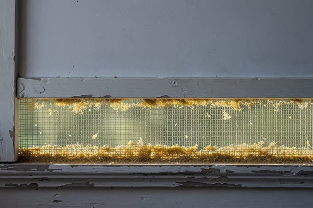 I dream that the screen holds the afternoon. On a quiet stairwell landing, pollen and dust have settled along the lower
