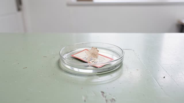 I dream that I give the small thing a public counter. In a bright municipal lost-and-found before opening, one tiny pape