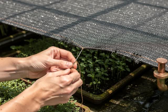 I dream that I patch the shade loose enough. In a greenhouse work bay beside public seedling benches, careful hands stit