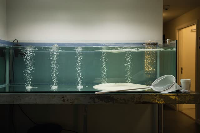 I dream that I leave the bubble columns alone. In an aquarium service room after feeding, even bubble columns rise throu